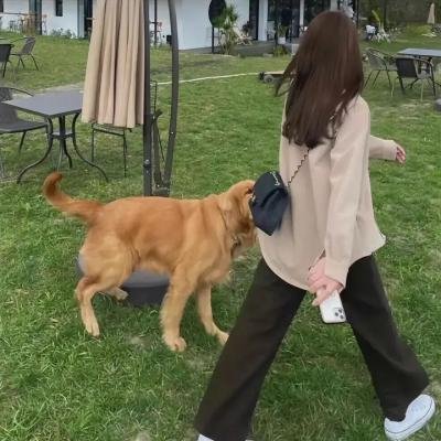 黄山来的姑娘